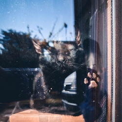 Close-up of a cat looking through window