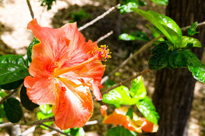 Close-up of yellow hibiscus flower