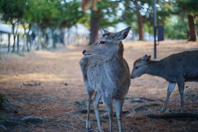 Deer standing on field