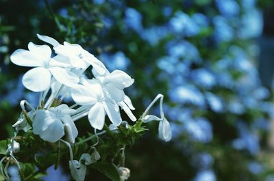 Close-up of white flowers blooming outdoors