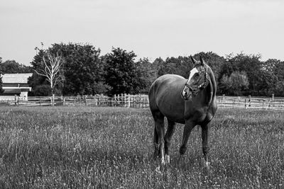 Horse in the field