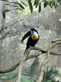 Bird perching on branch