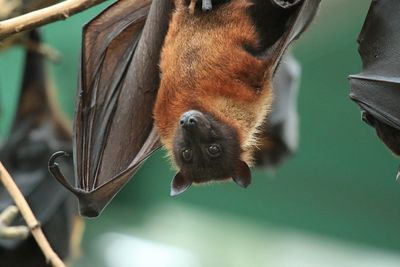 Close-up of an animal hanging on branch