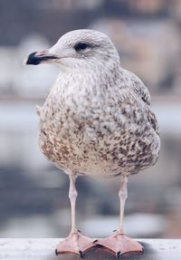 Close-up of bird perching outdoors