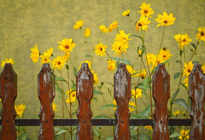 Close-up of yellow flowers on wooden fence