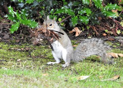 Squirrel standing on field