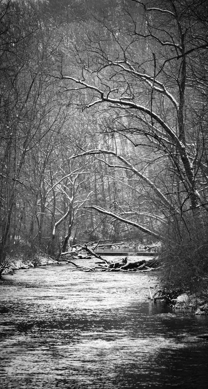 tree, black and white, bare tree, plant, monochrome, monochrome photography, nature, no people, land, water, tranquility, branch, forest, beauty in nature, winter, scenics - nature, tranquil scene, cold temperature, day, snow, river, outdoors, environment, non-urban scene, waterfront, growth, darkness
