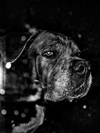 Close-up of dog looking away