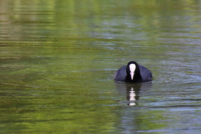 Black swan swimming in lake