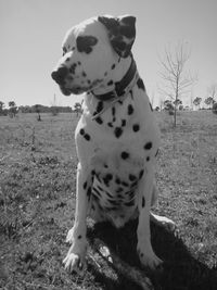 Close-up of dog against sky