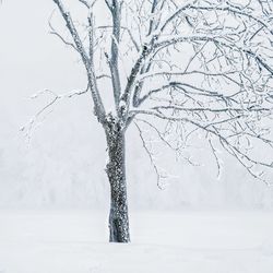 Bare tree on snow covered land