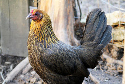 Close-up of rooster