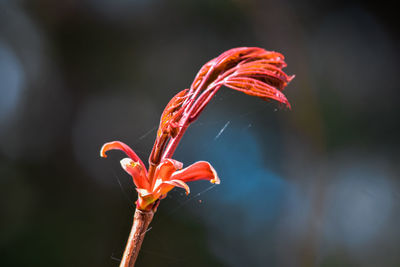 Close-up of red flower