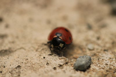 animal wildlife