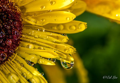 Close-up of yellow rose flower for sale