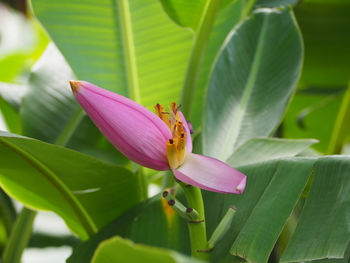 Close-up of honey bee on flower