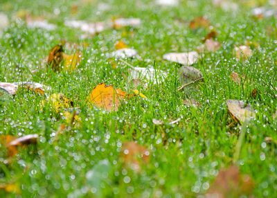 Close-up of grass growing in field