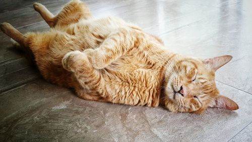High angle view of ginger cat sleeping