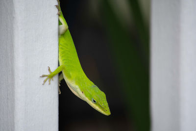 Close-up of lizard on leaf against wall