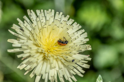 Close-up of bee pollinating on flower