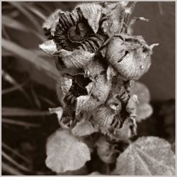 Close-up of flowers against blurred background