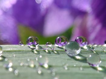 Close-up of water drops on purple flower