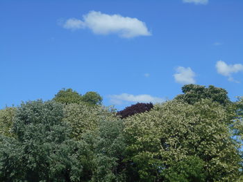 plant