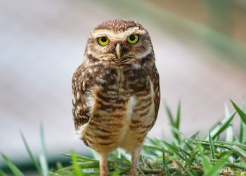 Close-up portrait of a bird