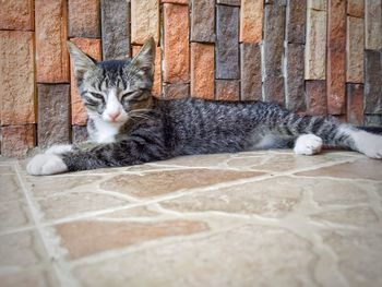 Portrait of cat resting on tiled floor