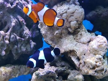 View of fish swimming in sea