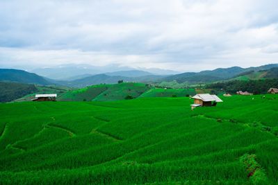 Scenic view of agricultural field against sky