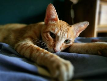 Close-up portrait of cat sitting on bed at home