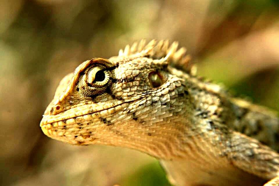 animal themes, one animal, animals in the wild, wildlife, close-up, focus on foreground, reptile, animal head, side view, nature, lizard, zoology, selective focus, outdoors, day, animal eye, animal body part, no people, natural pattern, looking away