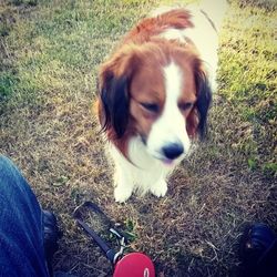 Dog standing on grassy field