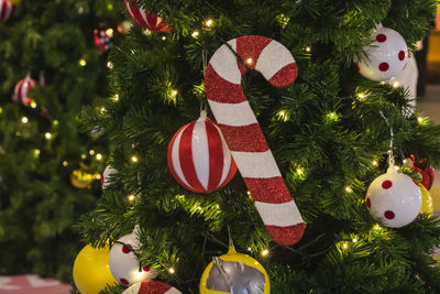 Close-up of christmas tree