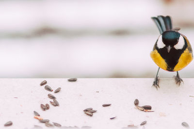 Close-up of bird perching on a table