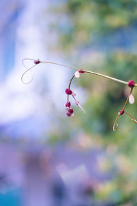 Close-up of raindrops on pink twig