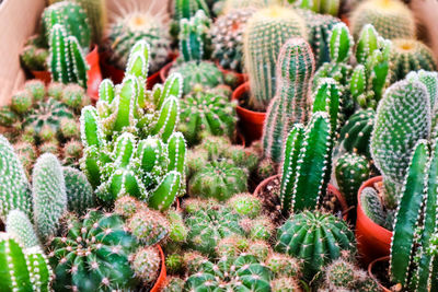 Close-up of succulent plant