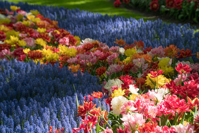 Close-up of red flowering plants