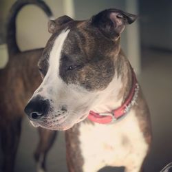 Close-up of dog looking away at home