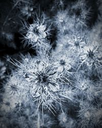 Close-up of wilted dandelion