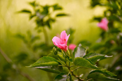 Close-up of pink flowering plant