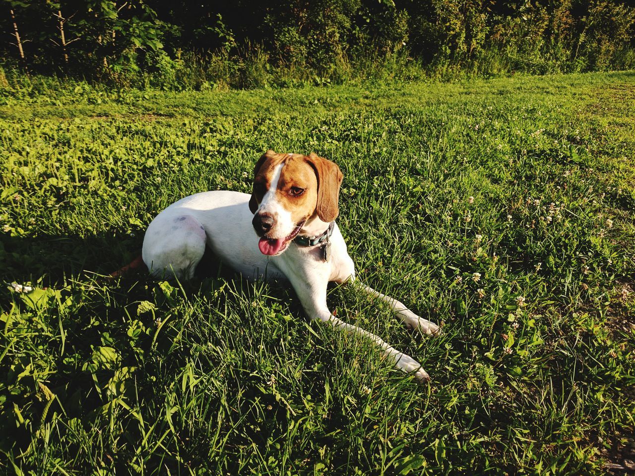 Prairie Moraine Dog Park