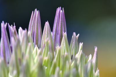Close-up of purple flowering plants