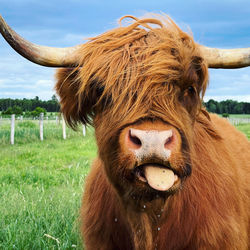 Grinning highland cattle pulling tongue out. funny cattle cow