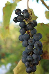 Close-up of grapes in vineyard