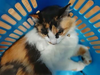 High angle view of cat relaxing on bed at home