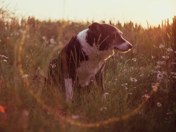 Dog looking away on field