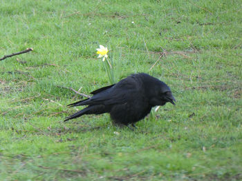 Black swan on a field