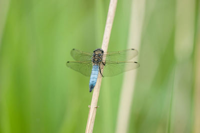 Close-up of dragonfly on plant